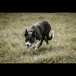 Lex - Border Collie