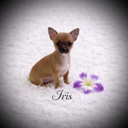 Health Tested CKC Iris - Black sabled fawn female Chihuahua puppy in Scottdale, Pennsylvania from Itty Bitty Boston & Chi Co, Veteran Owned