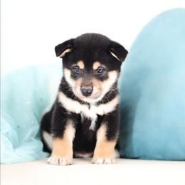Henri -FULL AKC REGISTRATION- - Black and tan male Shiba Inu puppy in Neosho, Missouri from Kenny Cave K9s