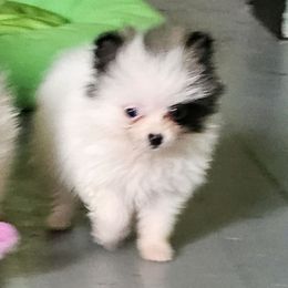 Arty - Black parti male Pomeranian puppy in Monroe, Michigan from Katie's Puffy Wuffies