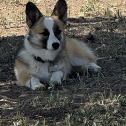 Chai - Pembroke Welsh Corgi
