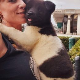Akita Puppies from Mizuki Akita LLC.