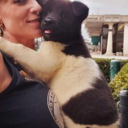 Akita Puppies from Mizuki Akita LLC.