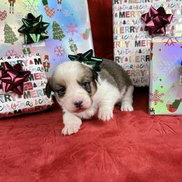 Dasher - Sable and white male American Corgi puppy in Waskom, Texas from Piney Woods Corgis