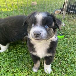 Neapolitan - Black tri male Miniature Australian Shepherd puppy in Sonora, California from Quarle Ranch Mini Aussies