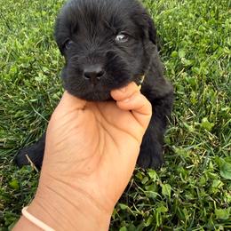 Yellow - Black male Newfoundland puppy in Great Falls, Montana from True North Newfoundlands