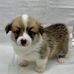Pembroke Welsh Corgi Puppies from Crown Legacy Pembroke Corgis