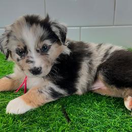 Pinky - Blue merle female Miniature Australian Shepherd puppy in Newberry, Florida from Southern with Grace Mini Aussies