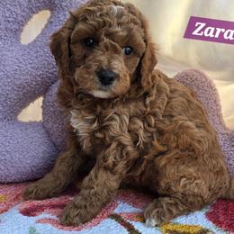 Zara - Red  female Goldendoodle puppy in Seymour, Tennessee from Lollie's Doodles