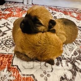 Cairn Terrier puppies from Macushla Kennel