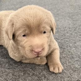 Boy 7 - male Labrador Retriever puppy in Fontana, California from Silver Labrador of Southern California