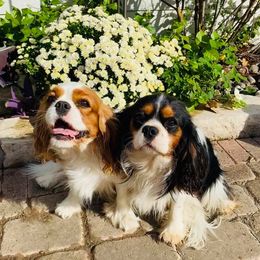 Cavalier King Charles Spaniels from Shady Oak’s  Cavaliers