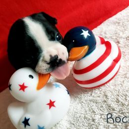 Boston Terrier Puppies from Beatrice's Kennels