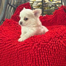 Samuel(Adams) - Cream male Chihuahua puppy in Ochlocknee, Georgia from High Cotton Chihuahuas