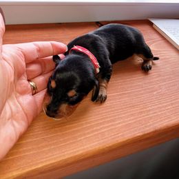 Dachshund Puppies from Muffin Meadows Doxies