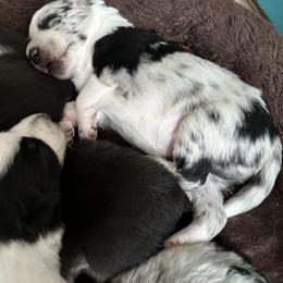 Border Collie Puppies from Roaring River Border Collies