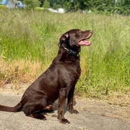 "Table Rock Tank" Labrador Retriever All Grown Up from Table Rock Retrievers