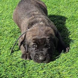 Black Collar Brindle Boy - Brindle male Mastiff puppy in Auburn, Kansas from Puppy Paradise:  English Mastiff Puppies & Standard Goldendoodle Puppies