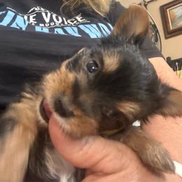 Baby Boy - Black and gold male Yorkshire Terrier puppy in Phoenix, Arizona from Coursey’s Yorkies