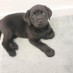 Labrador Retriever Puppies from Tsuki Labradors