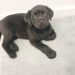 Labrador Retriever Puppies from Tsuki Labradors