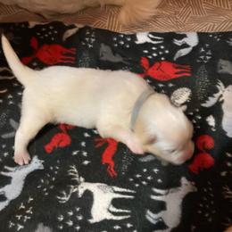 Chloe - White female American Eskimo Dog puppy in Westwego, Louisiana from Connie's American Eskimo Dogs and Mini Australian Shepherd Dogs