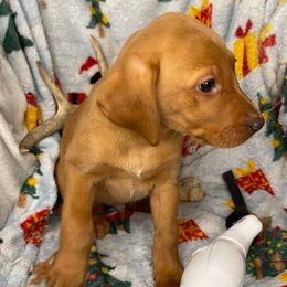 Billy - Yellow male Labrador Retriever puppy in Grants Pass, Oregon from KnR Antler Dogs