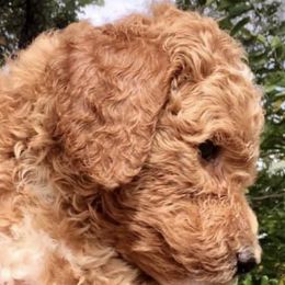 Labradoodles from Jessie’s Doodle Family