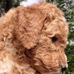 Labradoodles from Jessie’s Doodle Family