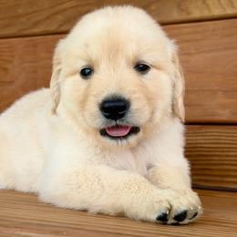 Champ - Light golden male Golden Retriever puppy in Doniphan, Missouri from Stockford’s Golden Retrievers