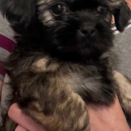 Boy2 - Brindle and white male Shih Tzu puppy in Kingsland, Georgia from Shih-Tzu Puppy Dynasty