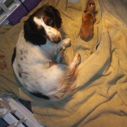 Cuddles - Dachshund