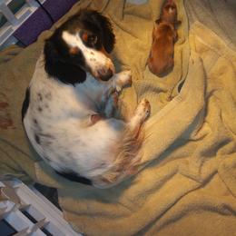 Cuddles - Dachshund