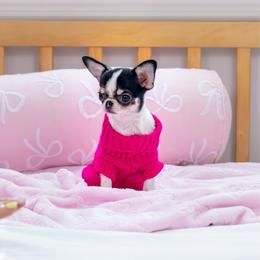 Olive - Black and white female Chihuahua puppy in Jacksonville, Florida from Petits Chihuahuas