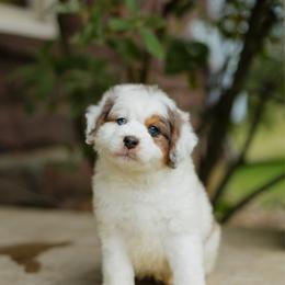 Archibald MICRO - male Australian Mountain Doodle puppy in Dalton, Ohio from Haven Doodles