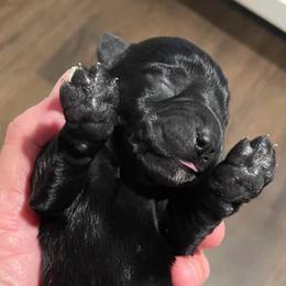 Elvis - Black male Miniature Schnauzer puppy in Interlachen, Florida from Pam's Schnauzers