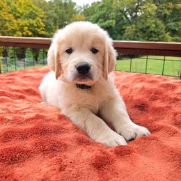 Boy 7 - Light golden male Golden Retriever puppy in Pembroke, Virginia from Springhouse Farms