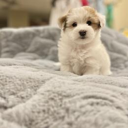 Faye - White female Coton de Tulear puppy in Palm Desert, California from Cotoncutie