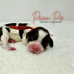 Pecan Pie - Brown white and tan male Cockapoo puppy in Oologah, Oklahoma from Timber Hills Poodles and Doodles