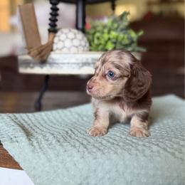 Finley - Dapple female Dachshund puppy in New Albany, Mississippi from Double A. Doxies