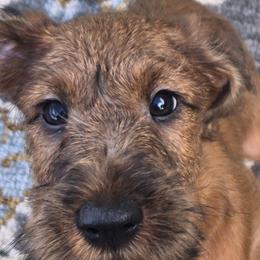 Irish Terriers from Nancy Mahann