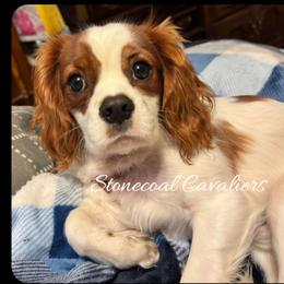Cavalier King Charles Spaniel Puppies from Stonecoal Cavaliers