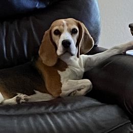 Beagles from Youngsong Beagles