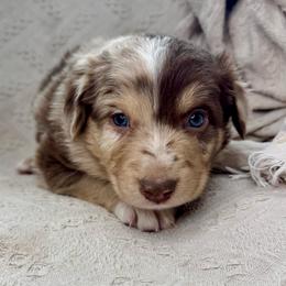 Churro - Red merle male Australian Shepherd puppy in Arizona from BRR Aussies