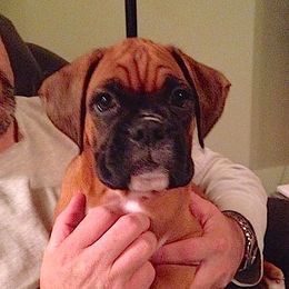 Boxer Puppies from Minstrel Boxers