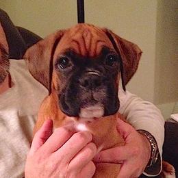 Boxer Puppies from Minstrel Boxers
