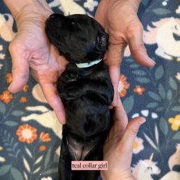 Light blue collar girl - Black female Goldendoodle puppy in Fairfield, California from Twin Sisters Doodles