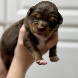 Pancake - Black tri-color male Australian Shepherd puppy in Odessa, Texas from Yucca Blossom Pups