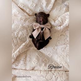Rowan - Chocolate male Goldendoodle puppy in Cold Spring, Minnesota from A.N.A. Doodles