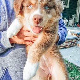 Isabel - Red tri-color female Australian Shepherd puppy in Auburn, Pennsylvania from Lake Daze